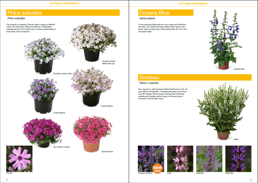 Flower catalogs A selection of 10 real catalogs of different brands