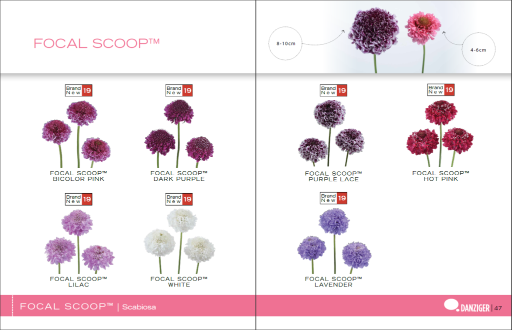 Flower catalogs A selection of 10 real catalogs of different brands